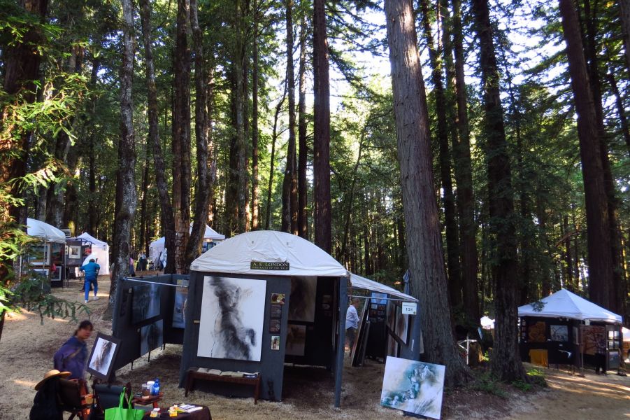 The Kings Mountain show was beautiful- among those towering redwoods, you almost feel like you're in a cathedral!