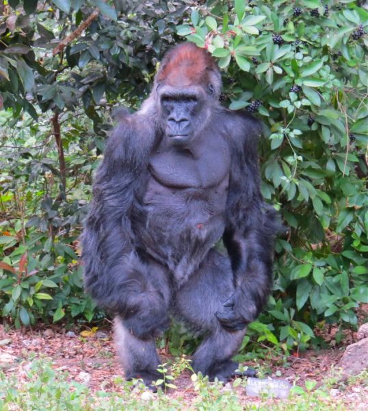 KING ,One of the main attractions at Monkey Jungle