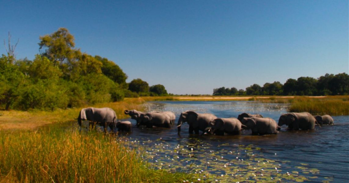 One of the great thrills of that camp was watching dozens of elephants playing in the water from only a few feet away