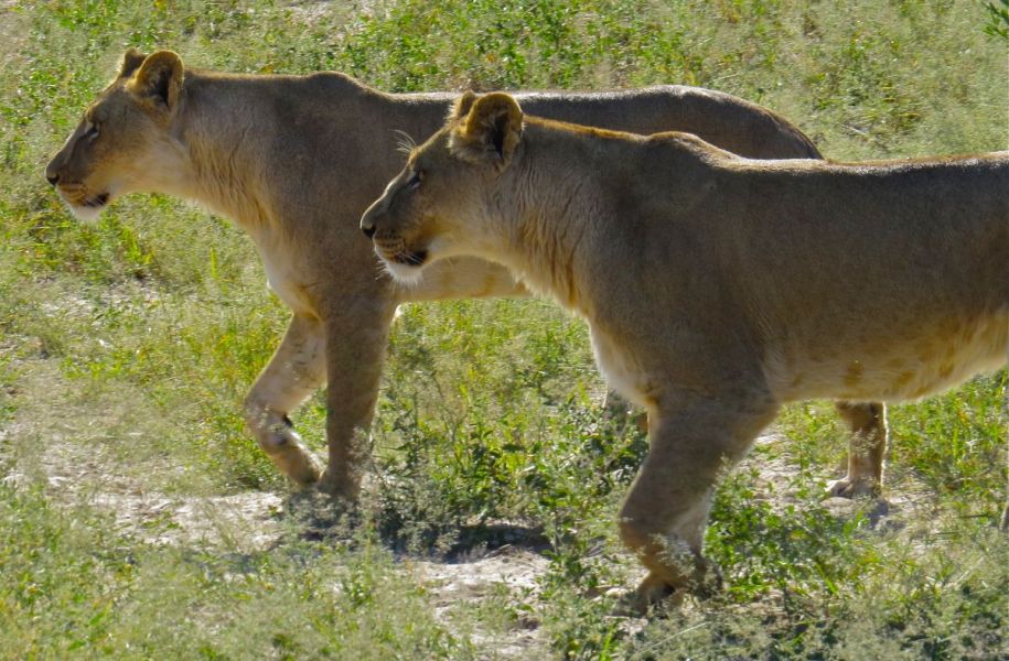 Watching male and female lions interact is an interesting experience