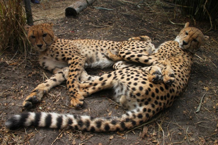 Cheetah cuddles