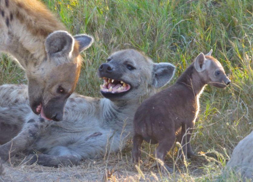 We were also treated to a family of spotted hyenas with pups