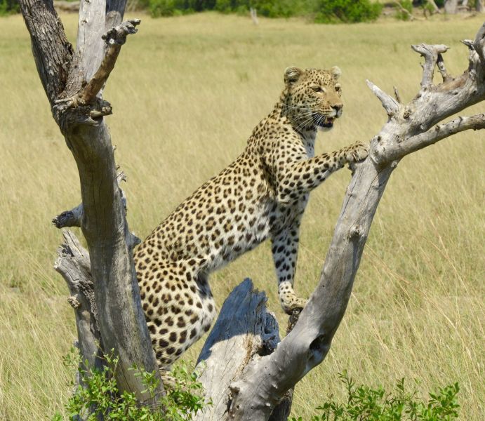 Although leopards are nocturnal they often hunt in the early morning