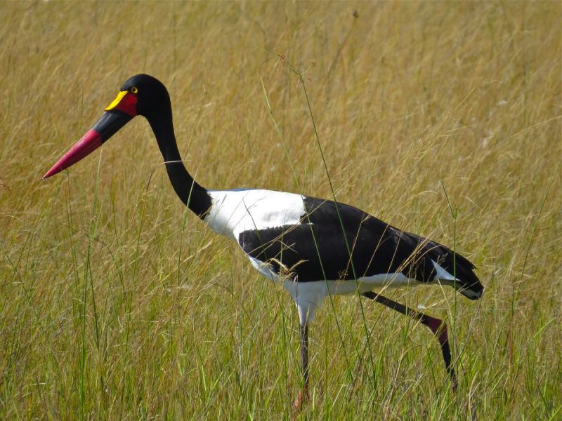 Saddleback storks were beautiful and colorful