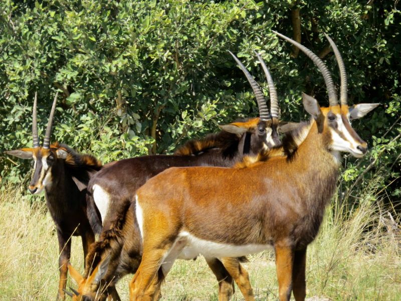 The Sable antelope were beautiful