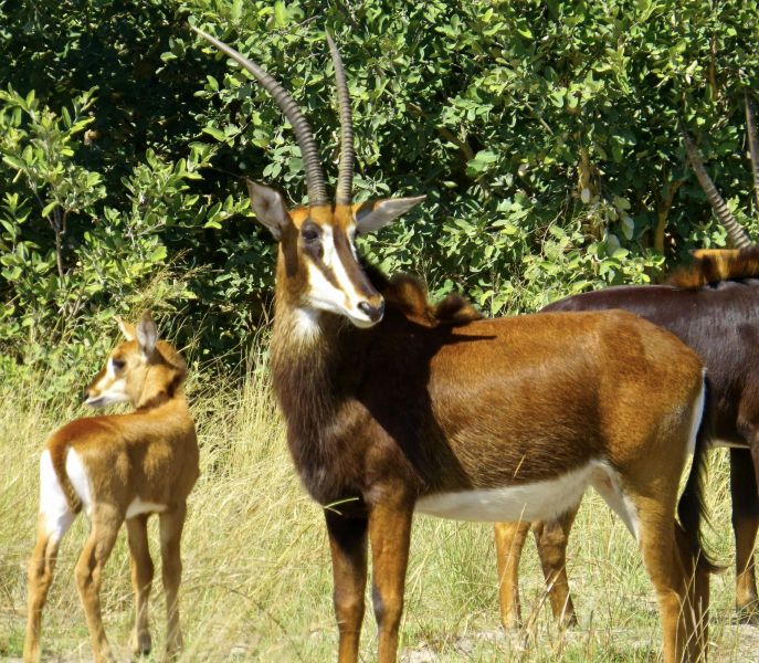 Sable are some of the most beautiful antelope around