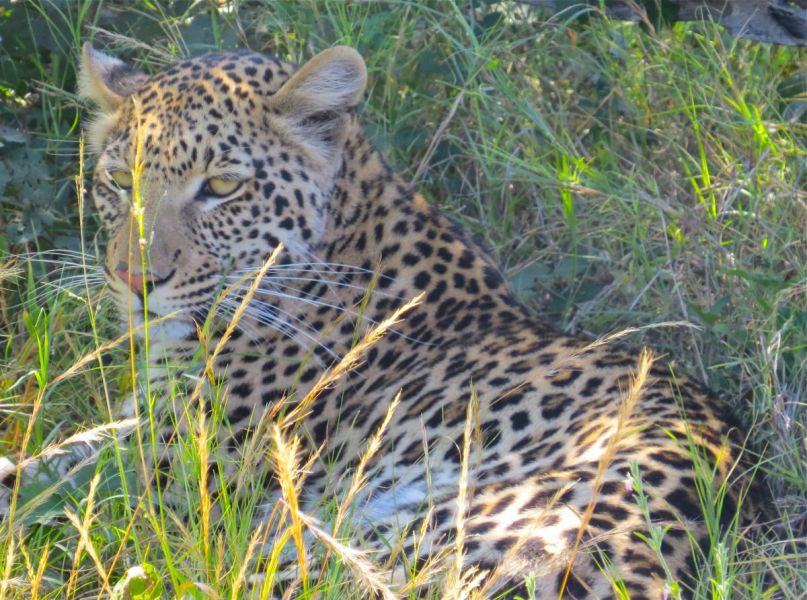 This leopard was amazing!