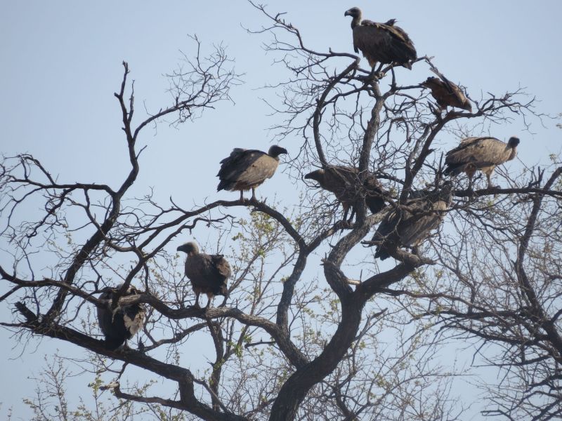Near our camp we spotted a tree full of vultures