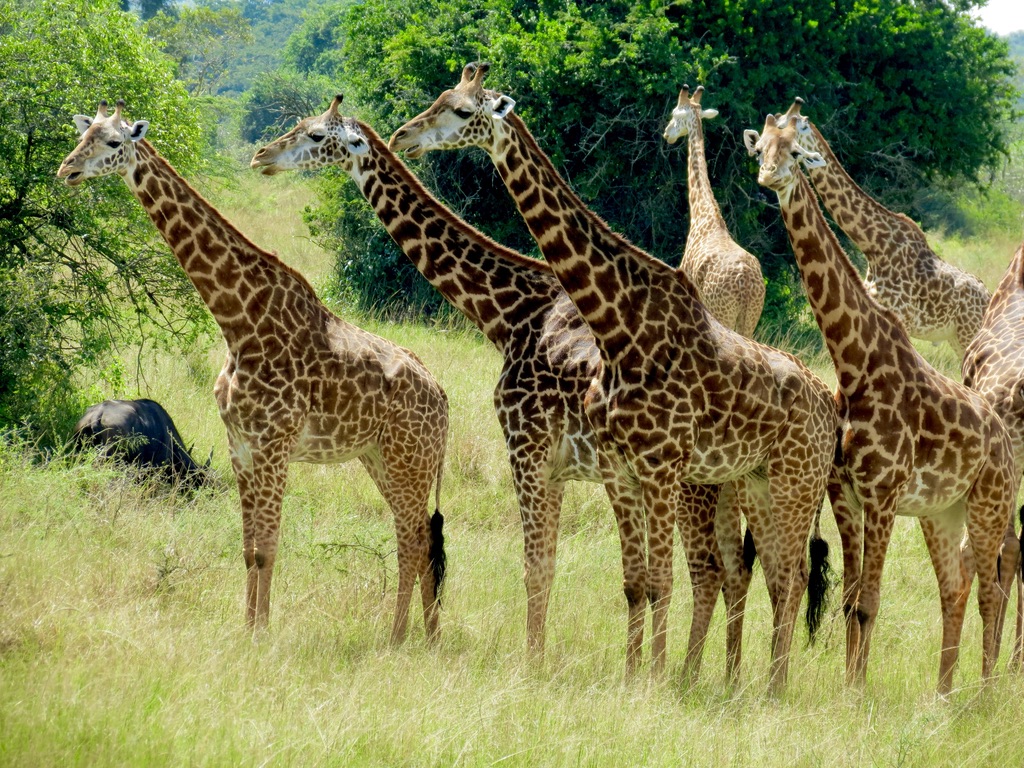 Although we were excited about our visit to Africa, we knew this was again primarily a working trip and not a Safari .