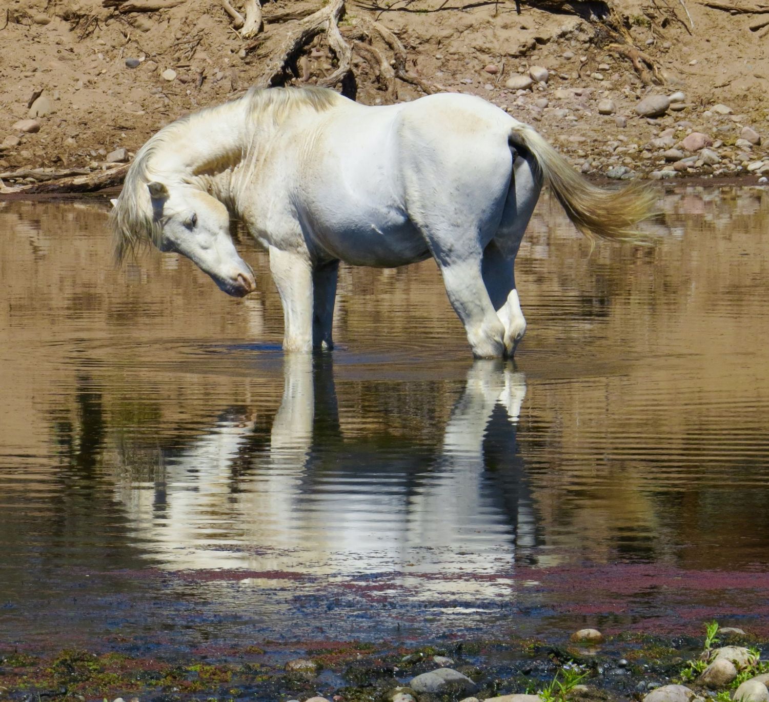  This beautiful white stallion may give you a clue to this adventure!